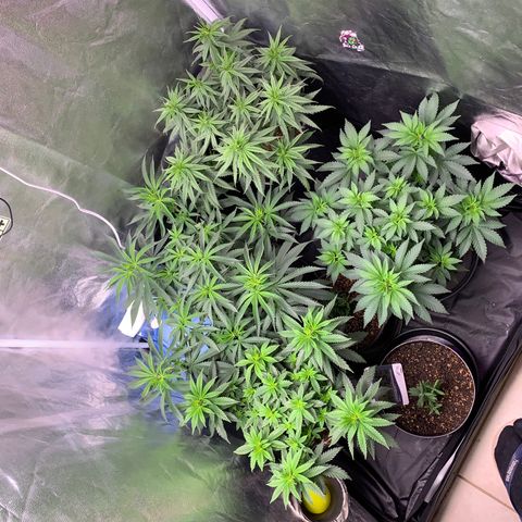 Pineapple Chunk - Sky Labs growlog timeline photo