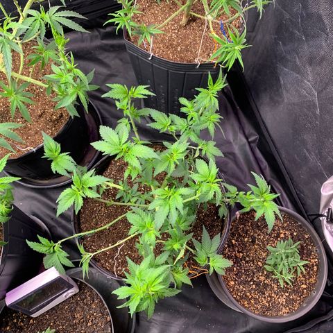 Pineapple Chunk - Sky Labs growlog timeline photo