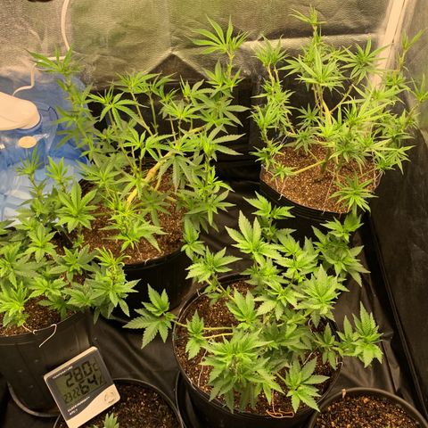 Pineapple Chunk - Sky Labs growlog timeline photo
