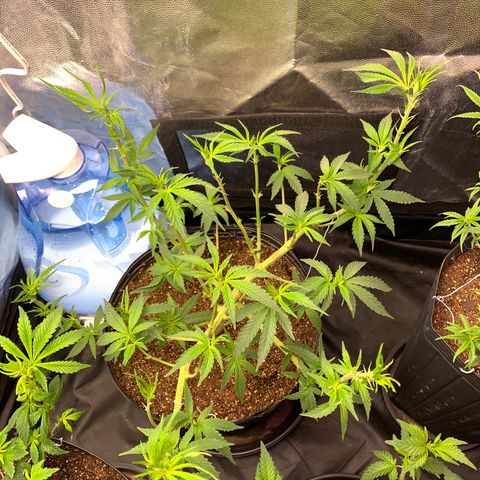 Pineapple Chunk - Sky Labs growlog timeline photo