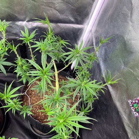 Pineapple Chunk - Sky Labs growlog timeline photo