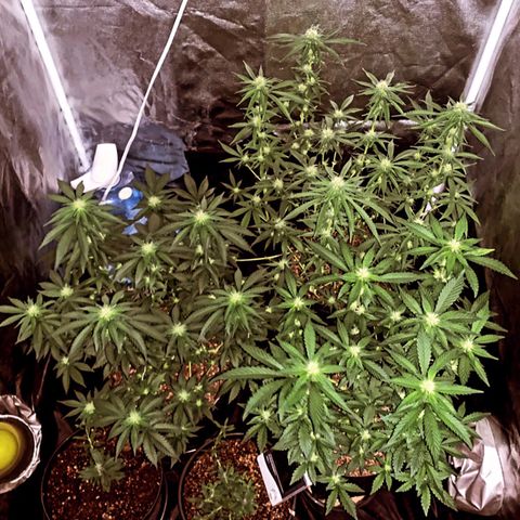 Pineapple Chunk - Sky Labs growlog timeline photo