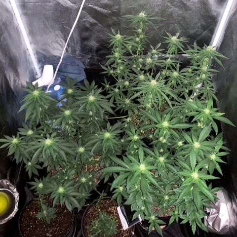 Pineapple Chunk - Sky Labs growlog timeline photo