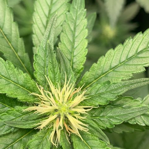 Pineapple Chunk - Sky Labs growlog timeline photo