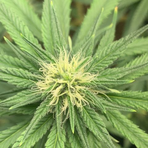 Pineapple Chunk - Sky Labs growlog timeline photo