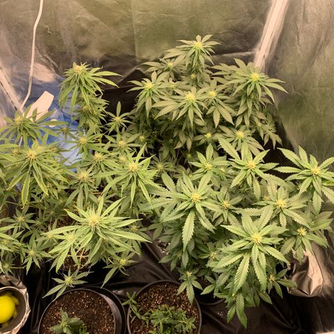 Pineapple Chunk - Sky Labs growlog timeline photo