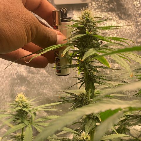 Pineapple Chunk - Sky Labs growlog timeline photo
