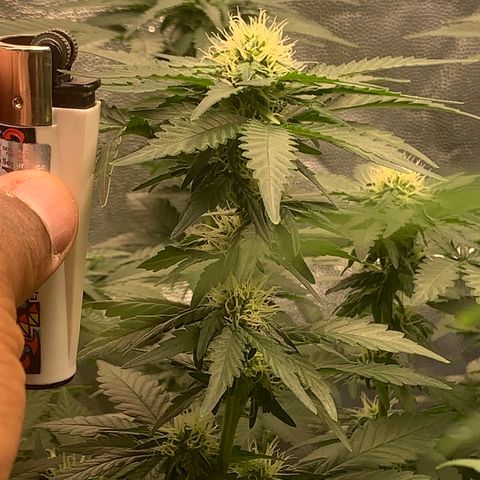 Pineapple Chunk - Sky Labs growlog timeline photo