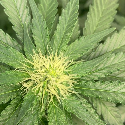 Pineapple Chunk - Sky Labs growlog timeline photo
