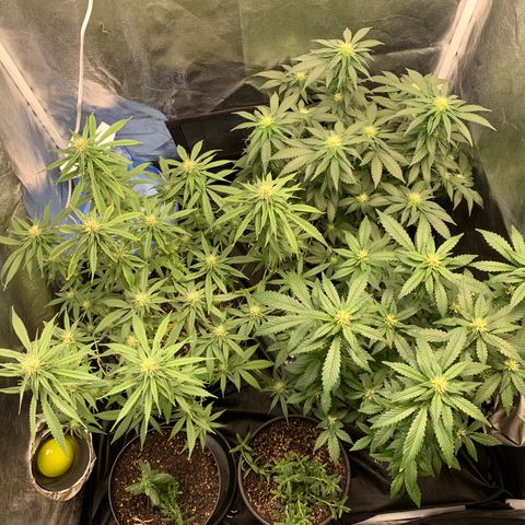 Pineapple Chunk - Sky Labs growlog timeline photo