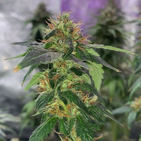 Pineapple Chunk - Sky Labs growlog timeline photo