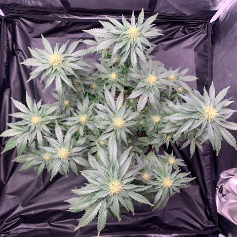 Pineapple Chunk - Sky Labs growlog timeline photo