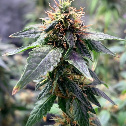 Pineapple Chunk - Sky Labs growlog timeline photo