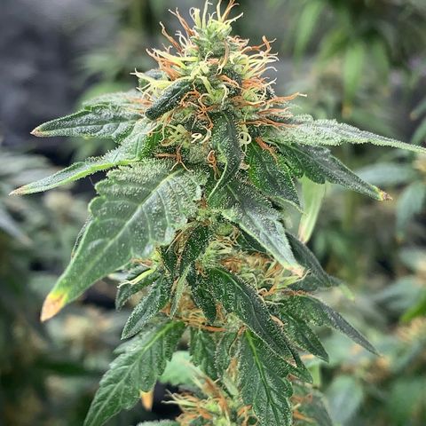 Pineapple Chunk - Sky Labs growlog timeline photo