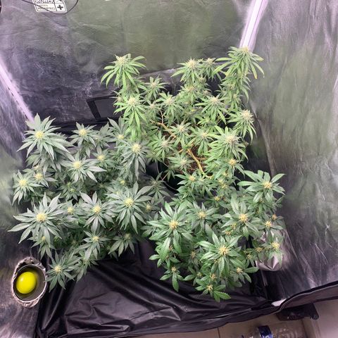Pineapple Chunk - Sky Labs growlog timeline photo