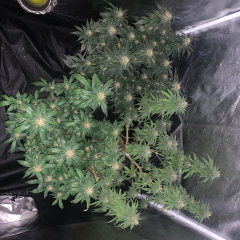 Pineapple Chunk - Sky Labs growlog timeline photo