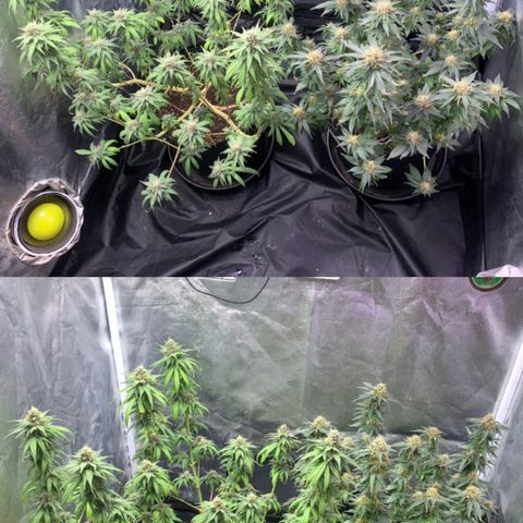Pineapple Chunk - Sky Labs growlog timeline photo