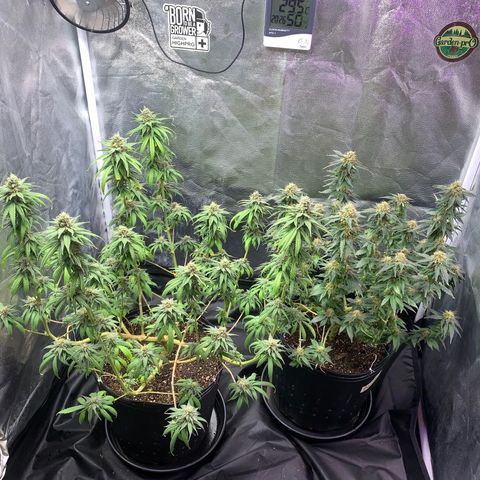 Pineapple Chunk - Sky Labs growlog timeline photo