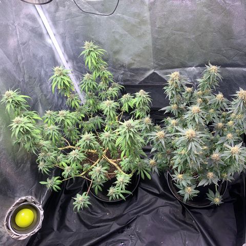 Pineapple Chunk - Sky Labs growlog timeline photo
