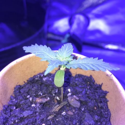 Big haze growlog timeline photo