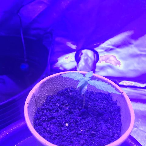 Big haze growlog timeline photo