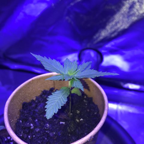 Big haze growlog timeline photo