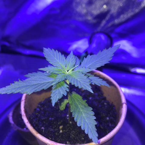 Big haze growlog timeline photo