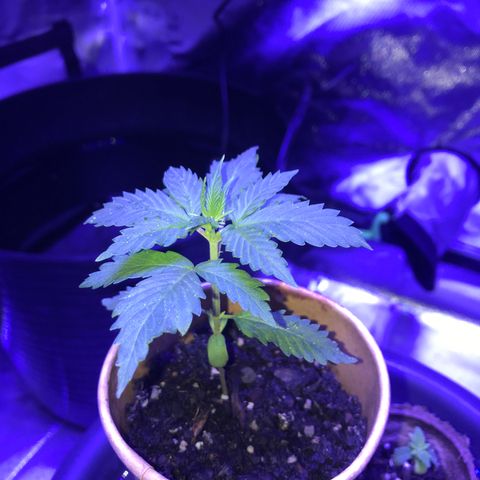 Big haze growlog timeline photo