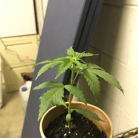 Big haze growlog timeline photo