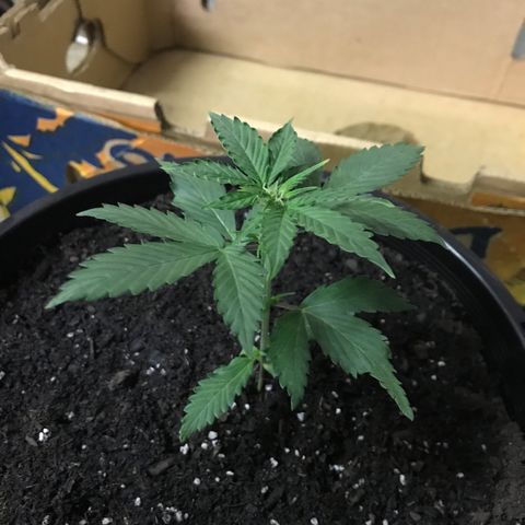 Big haze growlog timeline photo