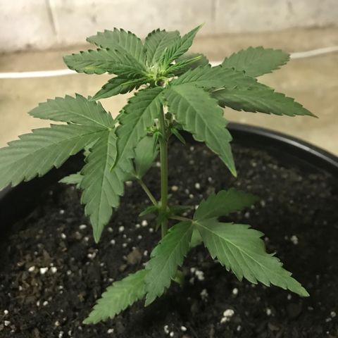 Big haze growlog photo: Flowering?? 🤔