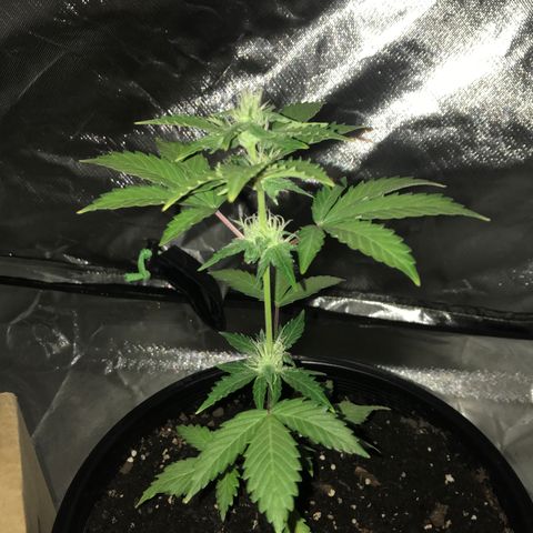 Big haze growlog timeline photo