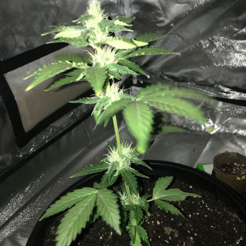 Big haze growlog timeline photo