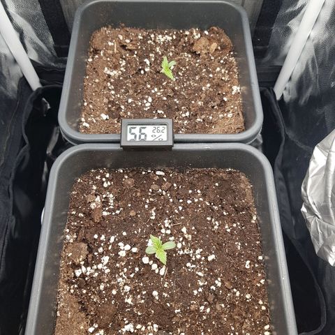 The Speedy #1 growlog timeline photo