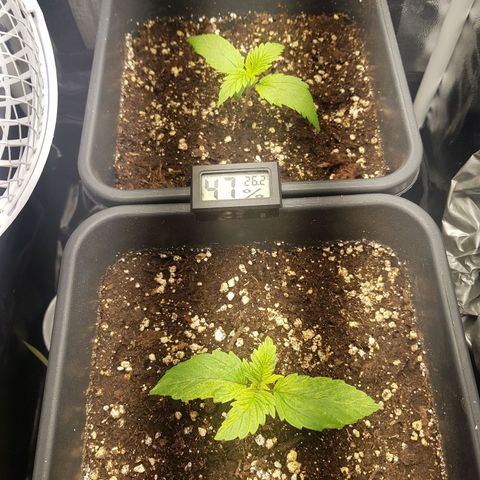The Speedy #1 growlog timeline photo