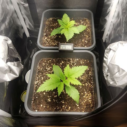 The Speedy #1 growlog timeline photo