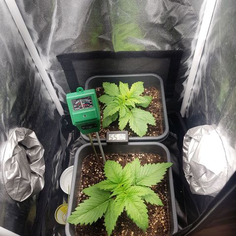 The Speedy #1 growlog timeline photo