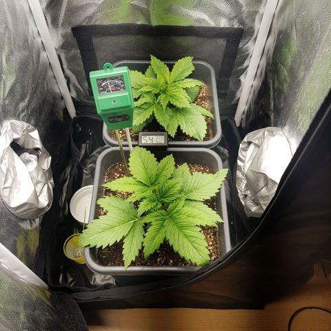 The Speedy #1 growlog timeline photo
