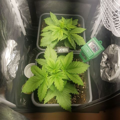 The Speedy #1 growlog timeline photo