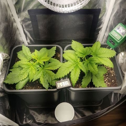 The Speedy #1 growlog timeline photo