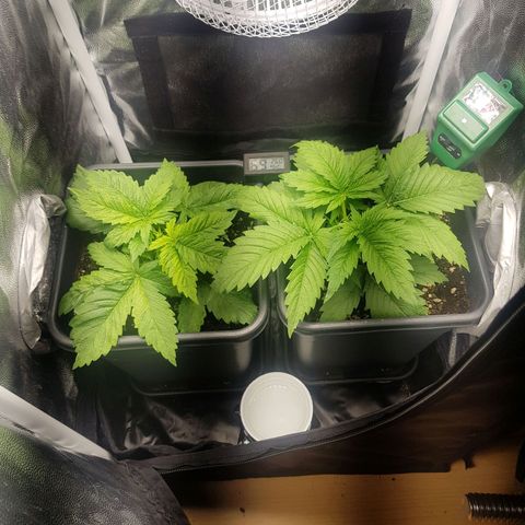 The Speedy #1 growlog timeline photo