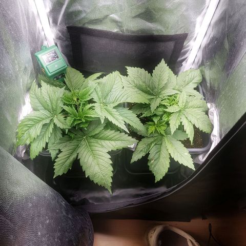 The Speedy #1 growlog timeline photo