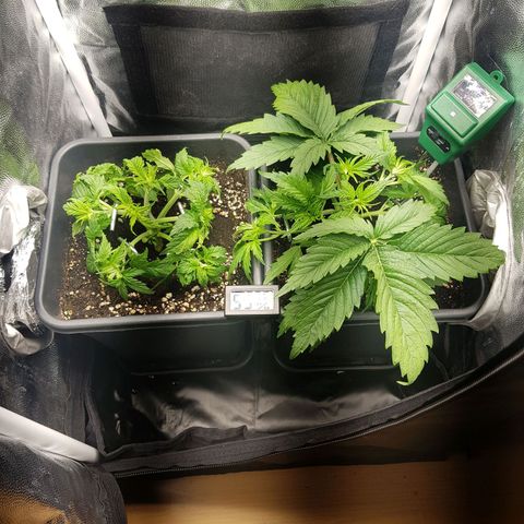 The Speedy #1 growlog timeline photo