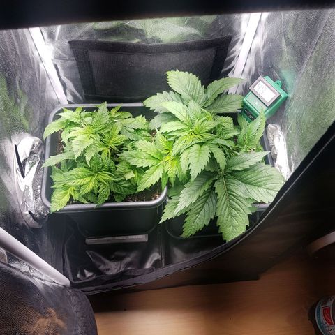 The Speedy #1 growlog timeline photo