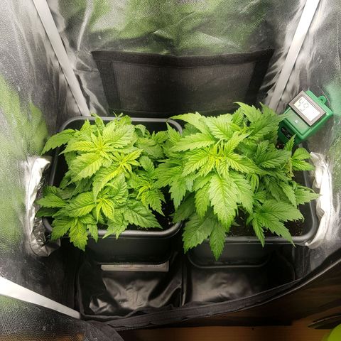 The Speedy #1 growlog timeline photo