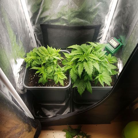 The Speedy #1 growlog timeline photo