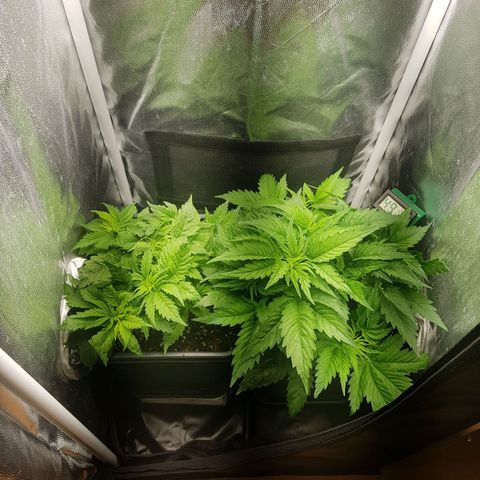 The Speedy #1 growlog timeline photo