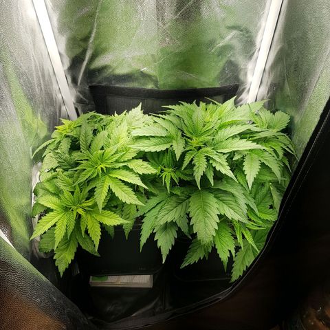 The Speedy #1 growlog timeline photo