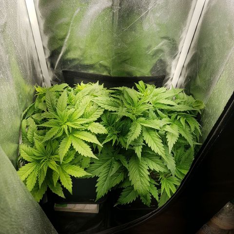 The Speedy #1 growlog timeline photo