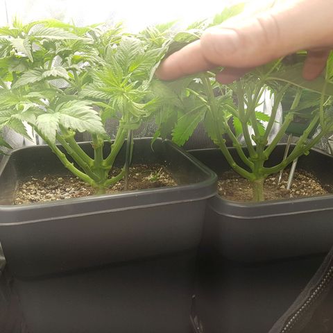 The Speedy #1 growlog timeline photo